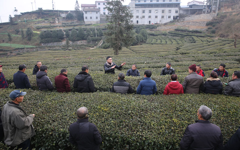 扎果茶旺村繁荣新貌，最新新闻揭示乡村发展新篇章